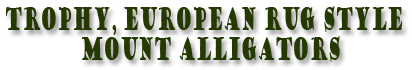 trophy european rug mount